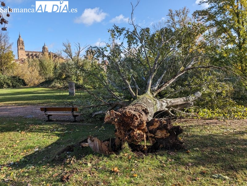 La borrasca Ciarán provoca más de 100 intervenciones de los Bomberos de Salamanca por los efectos del viento