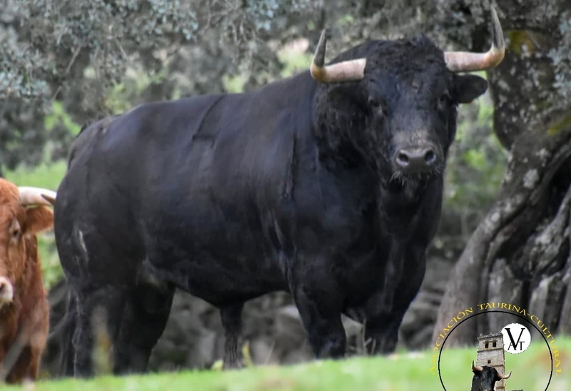 La Asociación Taurina Cultural Villa de Vitigudino ya tiene el III Toro San Nicolás y un acompañante