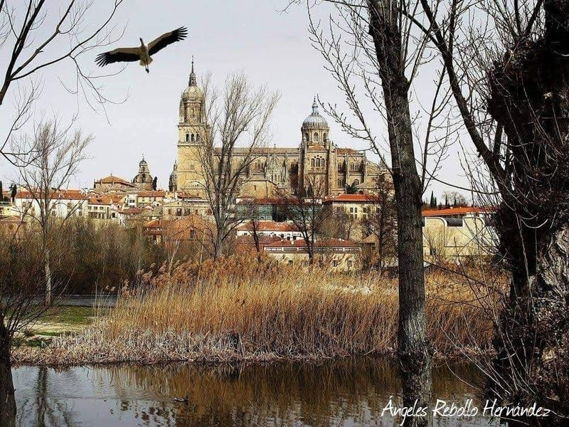 La cigüeña y su hogar 