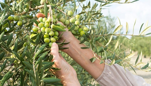 La XVI Semana Verde de la USAL aborda desde este lunes los principios y valores de la economía circular