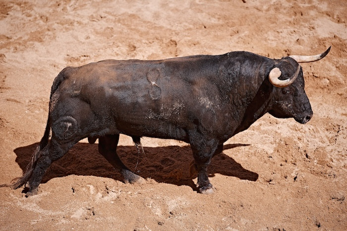 Cuatro ganaderías salmantinas lidiarán en La Maestranza de Sevilla