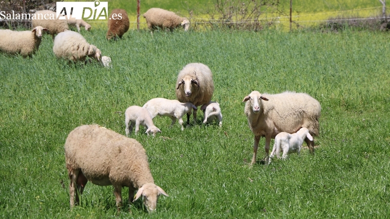 Se estanca el precio de los lechazos y del cereal, mientras los tostones, añojos y paja continúan al alza