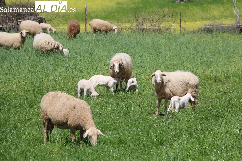 El paso de la Navidad marca la bajada del precio en lechazos, corderos y tostones