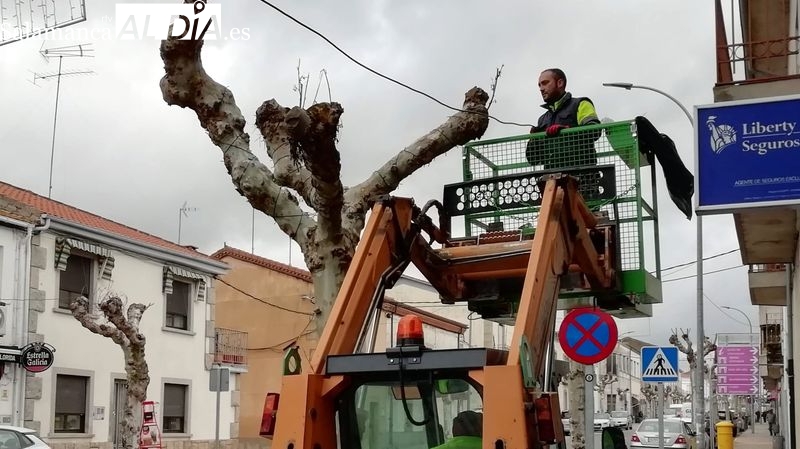 El próximo viernes se encenderán las luces del proyecto Apadrina un árbol para Navidad en Lumbrales