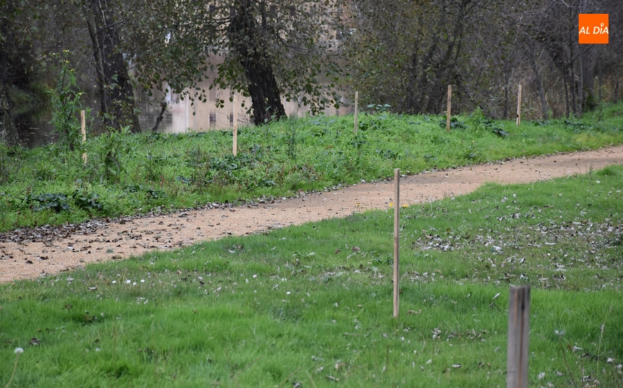 Estacas preparadas para la plantación de Asenavis, que también ofrecerá dos charlas el jueves