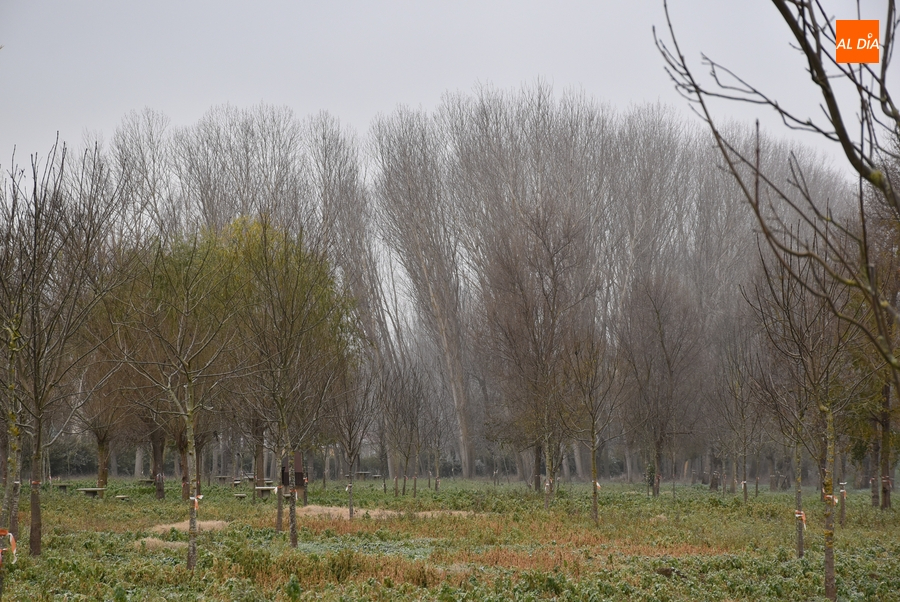 Ofertados 345€ más que el precio de salida por los 170 chopos de La Moretona