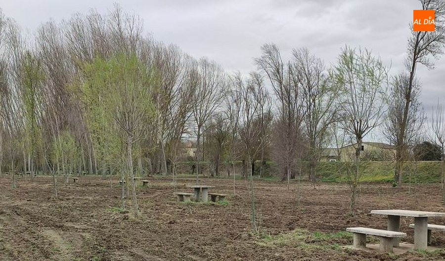 Una empresa de Albacete presenta la única oferta por los 170 chopos de La Moretona