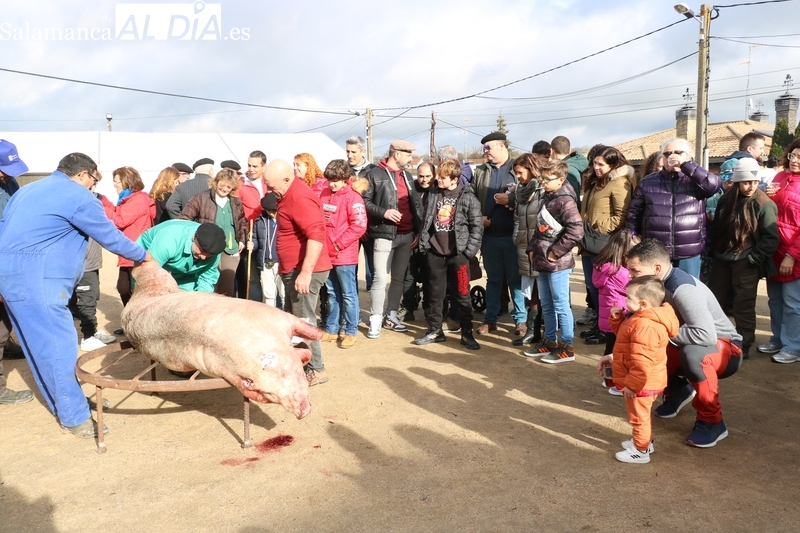 Gran ambiente matancero en la Fiesta de la Matanza Tradicional de Barruecopardo