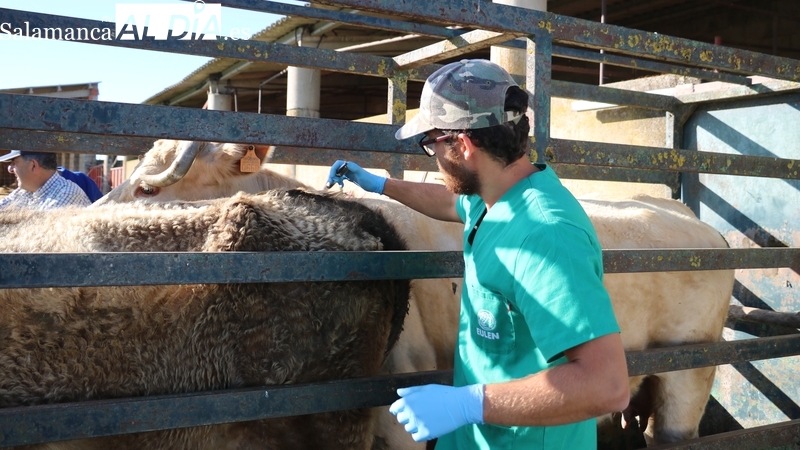 La 19 de Abril critica la oposición de los Jefes de Sección de Sanidad Animal al borrador de la Orden que gestionará la Sanidad Animal