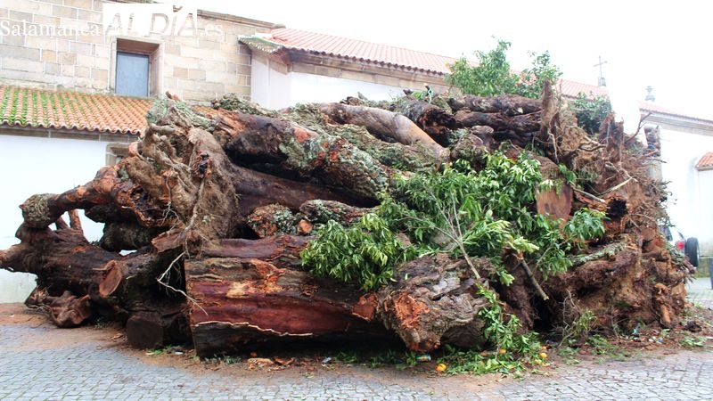 Cuenta atrás para prender el mayor Madero de Portugal