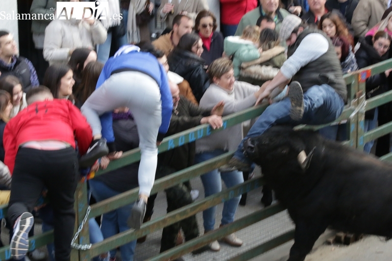 Emoción y lleno hasta la bandera en Vitigudino para ver el III Toro de San Nicolás