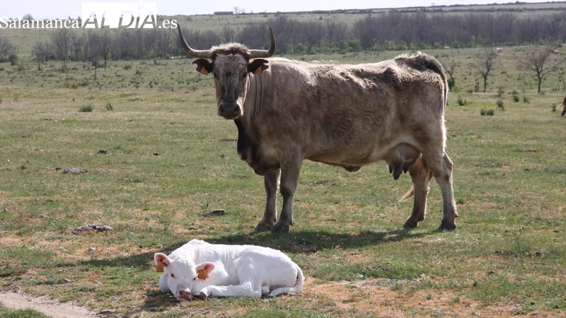 El precio de los lechazos se mantiene estancado mientras la paja vuelve a subir con el cereal y los tostones