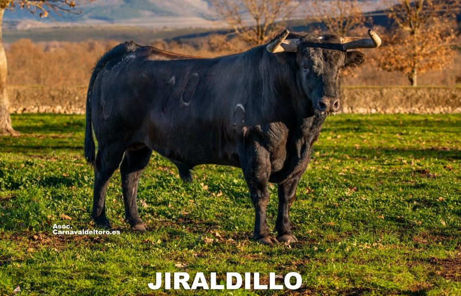 Jiraldillo será el Toro del Antruejo del Carnaval 2024