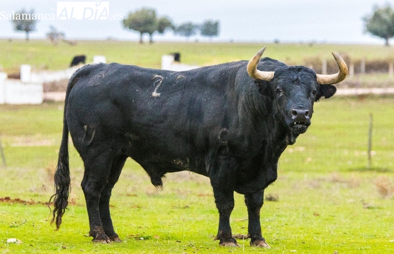 Cantinisto, el toro de Los Bayones que estará en Vitigudino el 6 de diciembre en  el III Toro de San Nicolás