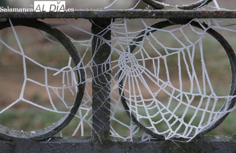 La niebla gelante deja su rastro blanco en Vitigudino