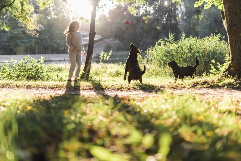 Las mascotas que hay en Salamanca: radiografía de estos habitantes en la ciudad 