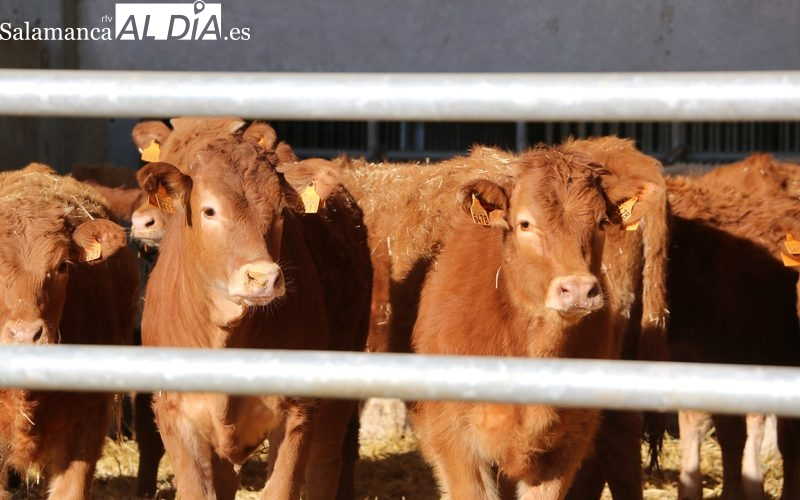 Los cambios de la nueva orden de Sanidad Animal en CyL beneficiarán el funcionamiento de las explotaciones