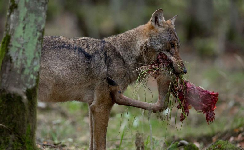 Bruselas pide rebajar la protección internacional del lobo por el aumento de ataques al ganado
