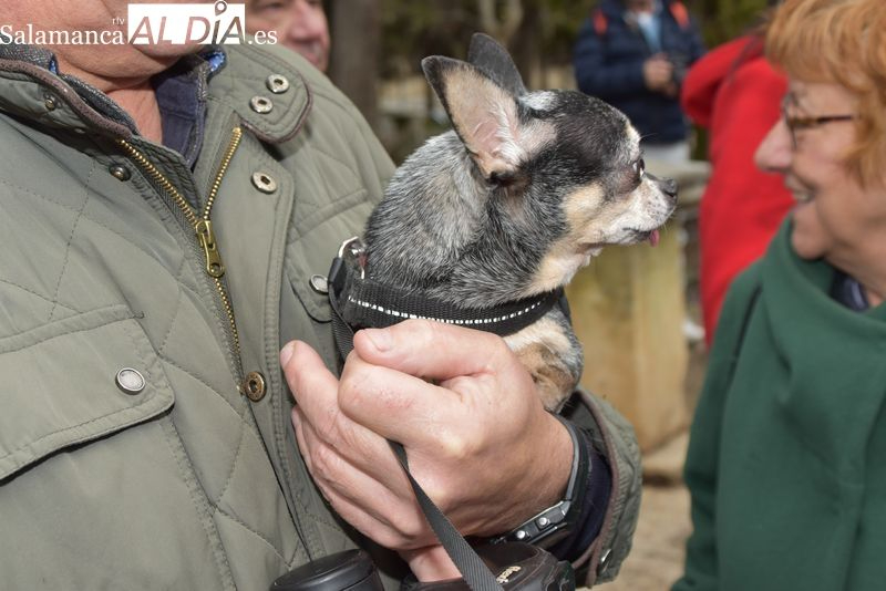 La propuesta del Grupo Municipal Socialista para luchar contra el abandono de mascotas
