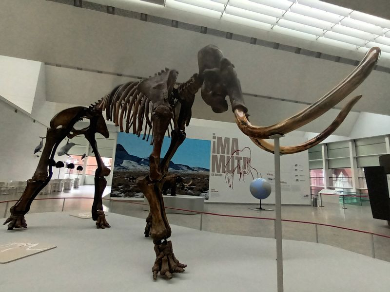 Un mamut a dos horas y media de Salamanca