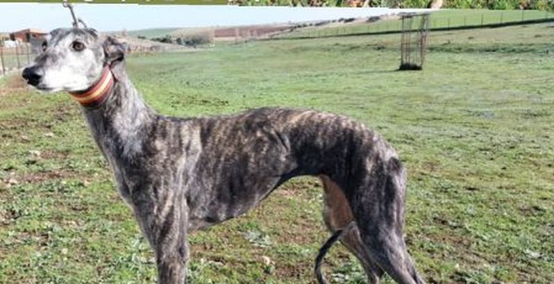  Piden ayuda para encontrar a una perra robada en Topas