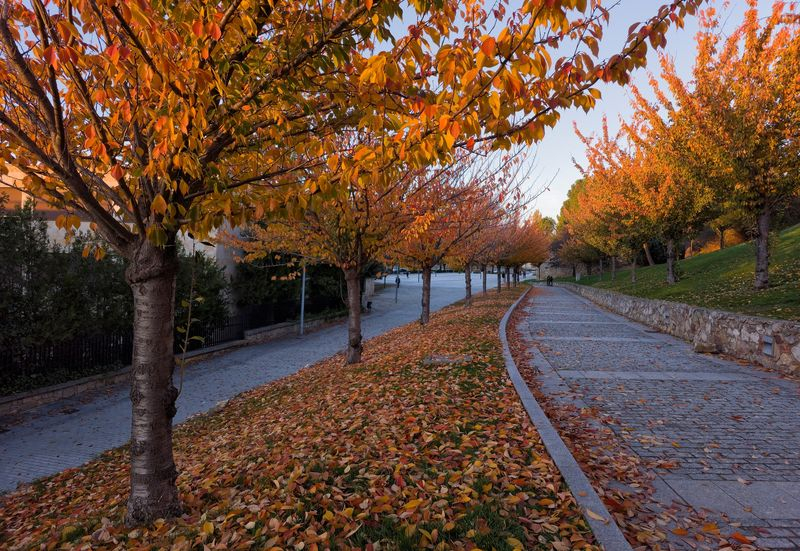 Delicias para el paseo 