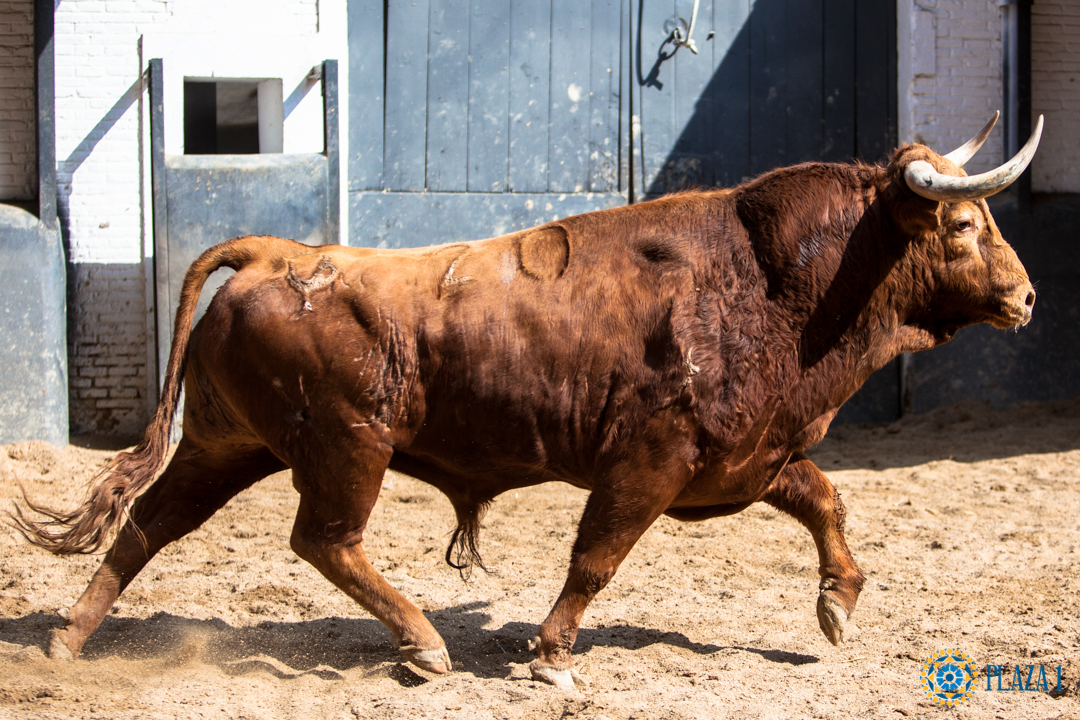 Pedraza de Yeltes lidiará el Domingo de Resurrección en Las Ventas