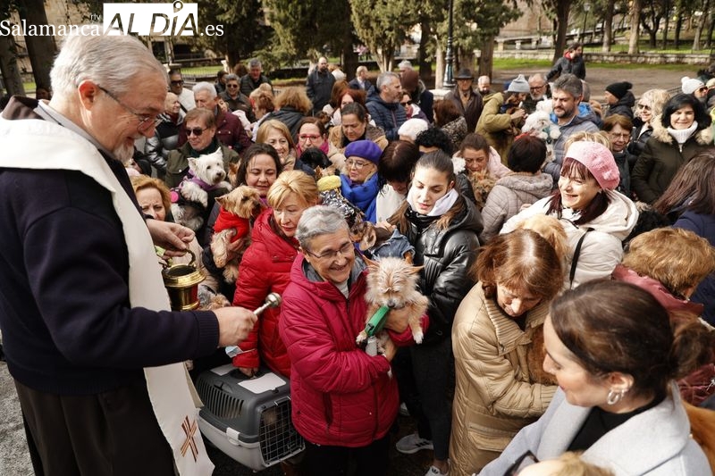 Salamanca es fiel a su tradición y bendice a sus animales en el Campo de San Francisco