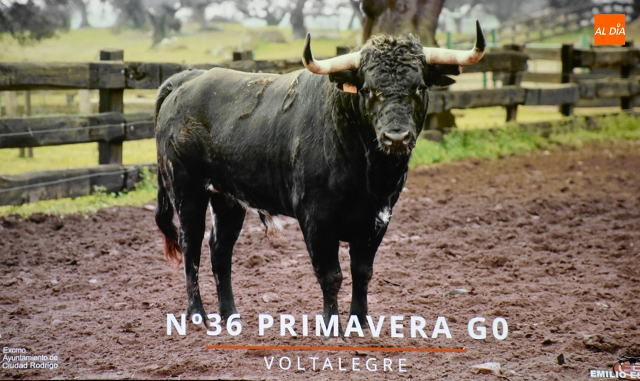 Desvelados los protagonistas reales del Carnaval, que volverá a tener Concurso de Recortes