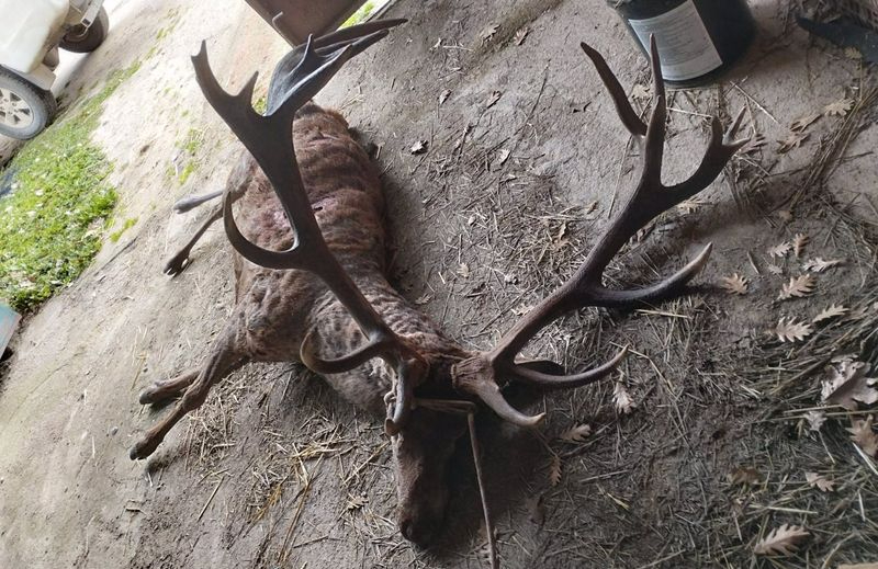 Denuncian la muerte de un ciervo ibérico por cazadores furtivos en la provincia de Salamanca