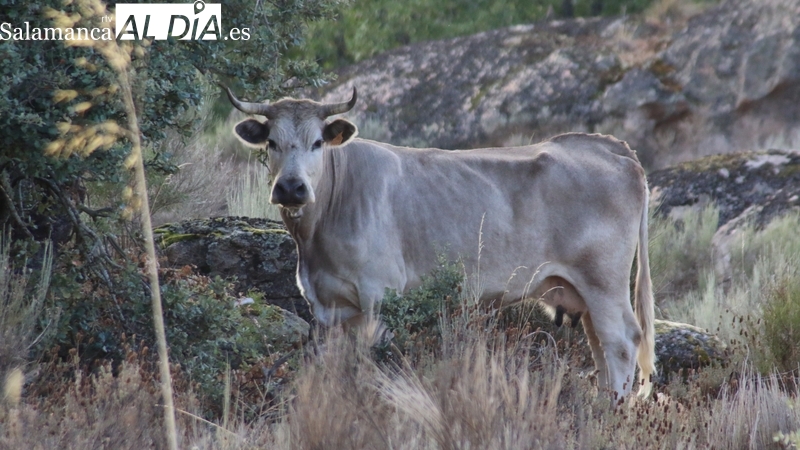 Fuerte caída de los lechazos, repetición en el cereal y ligera subida para el vacuno
