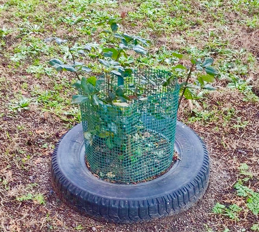 Un rosal y dos rosas unidas por los sentimientos y el eterno recuerdo: El emotivo gesto del peñarandino Javi Delgado