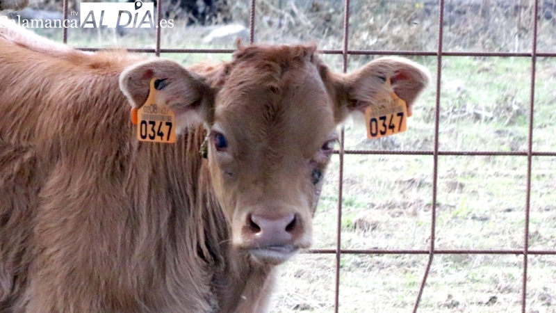 La Asociación de ganaderos 19 de Abril califica de inasumibles los efectos secundarios de la EHE en las explotaciones