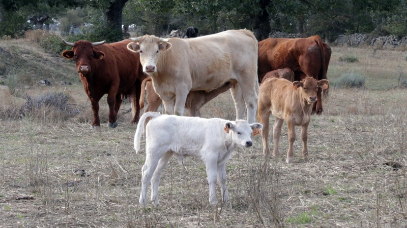 Importante bajada del precio del cereal mientras el vacuno sigue cotizando al alza