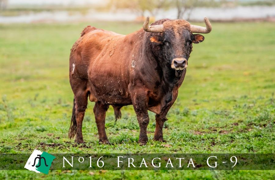 Fragata, nuevo Toro del Antruejo 2024 al quedar inutilizado para la lidia el que estaba previsto