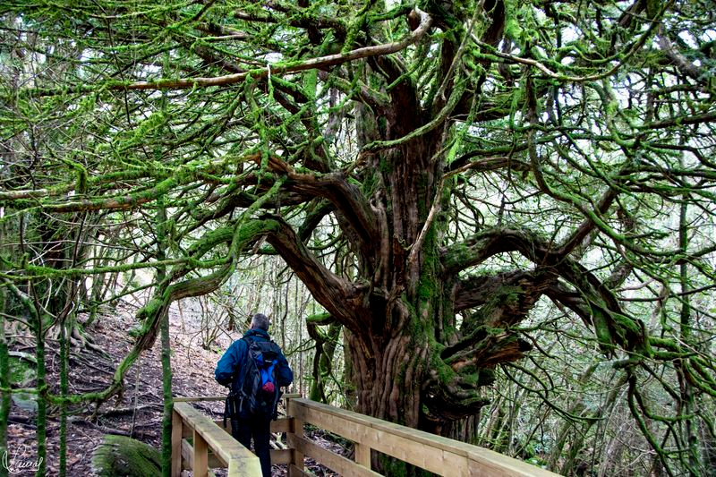 Un paraíso de tejos milenarios a dos horas de Salamanca