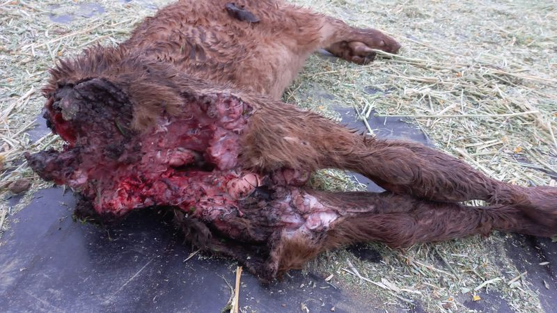 Los meloncillos vuelven a devorar terneros en la zona de Casafranca