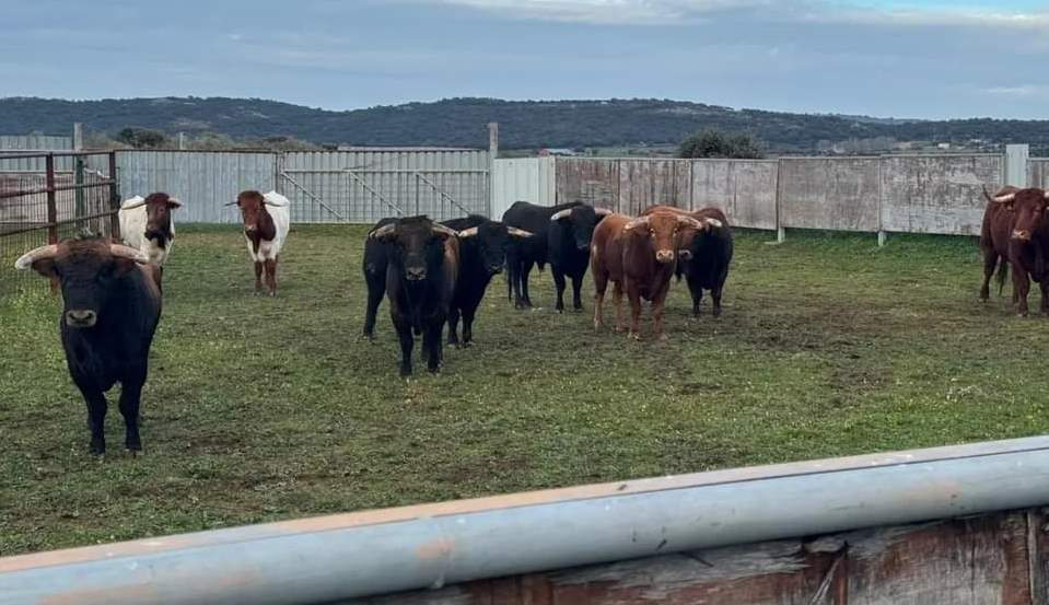 Llegan a Ciudad Rodrigo los astados del encierro a caballo