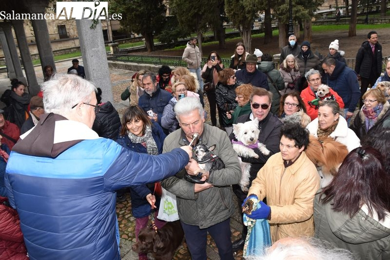 Así será, este miércoles, la bendición de los animales en Salamanca