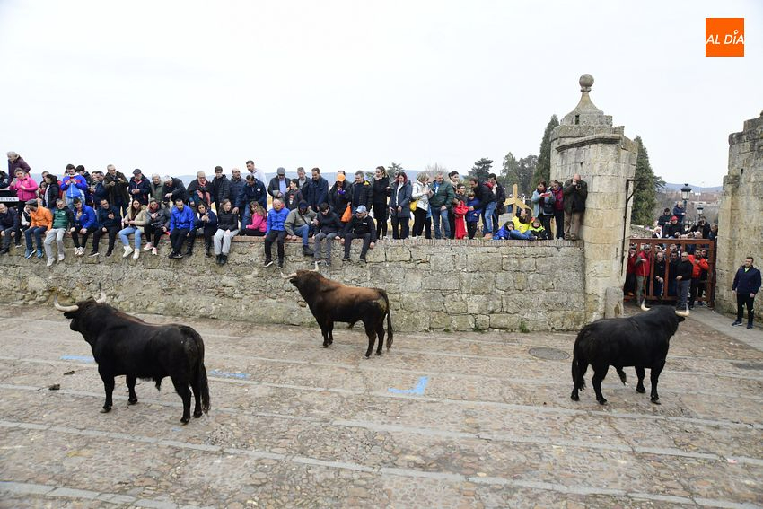 Una empresa de Mozárbez, única interesada en la carne de los toros y novillos del Carnaval