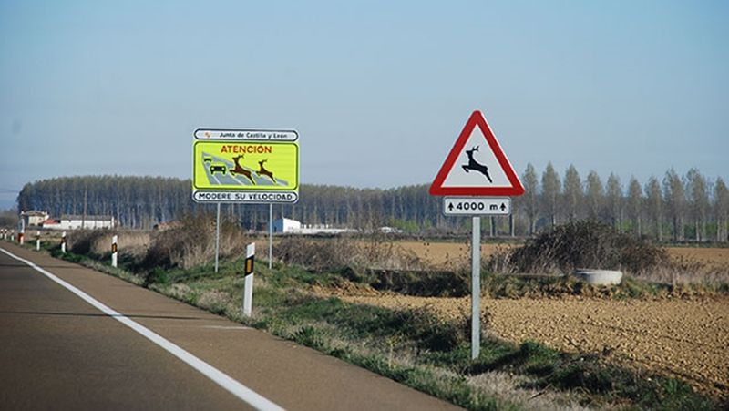 Lo que debes hacer si te encuentras de frente con un animal en carretera