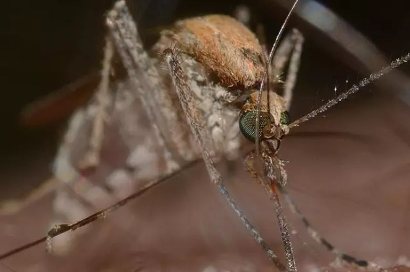 Detectado un caso de fiebre del Nilo Occidental en Salamanca