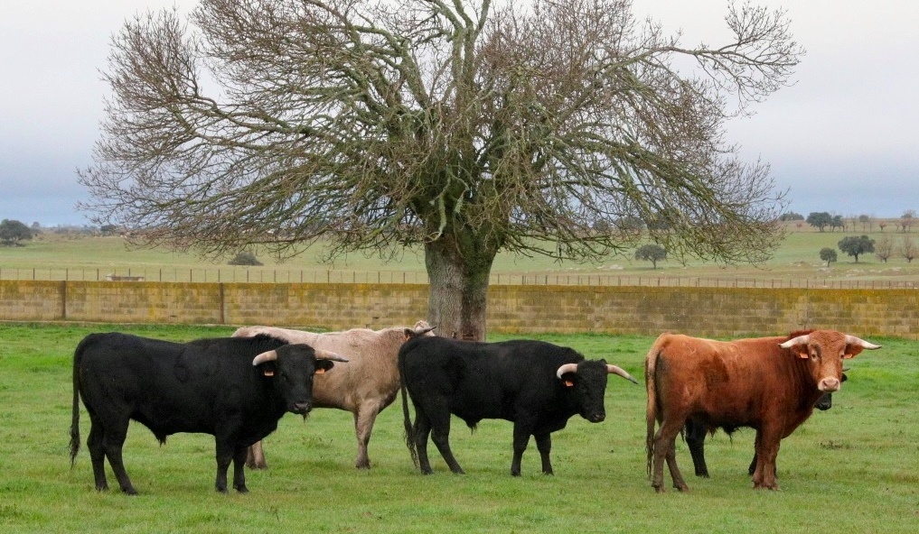 Los Reyes dejan 3 astados en Serradilla del Arroyo para celebrar una capea el Día de San Blas