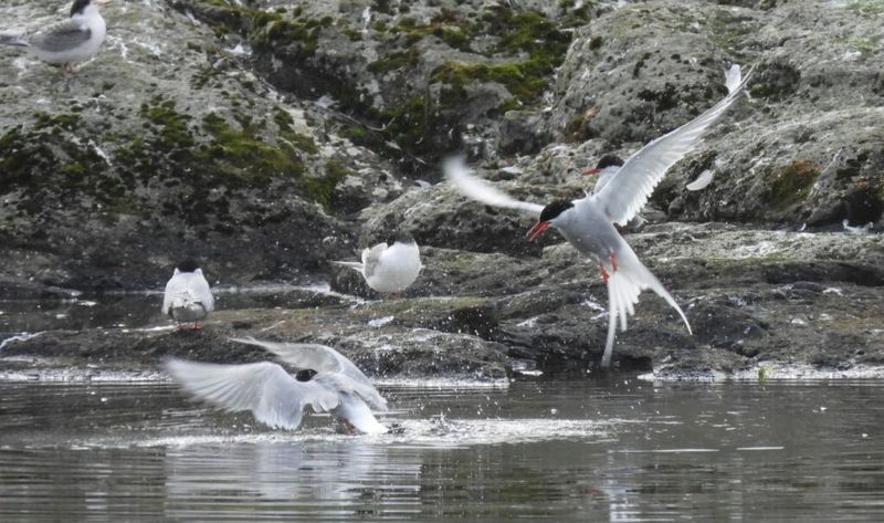 Trotaviernes te acerca a las islas Feroe, más que un viaje a los frailecillos
