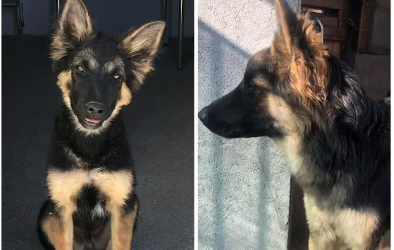 Encontrado el cachorro perdido en Monterrubio de la Sierra