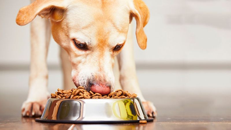 Comida para perros: mitos que todo dueño debería conocer