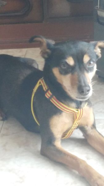 Piden ayuda para encontrar a una perra sorda desaparecida desde el 23 de diciembre 