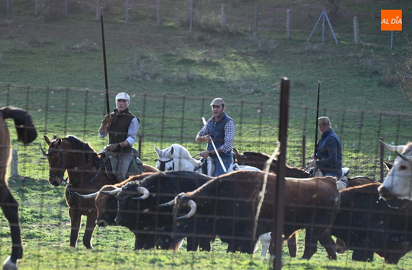 encabestrado toros carnaval ciudad rodrigo