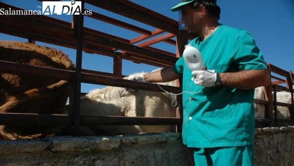 Detectado un nuevo foco de lengua azul en la provincia de Salamanca
