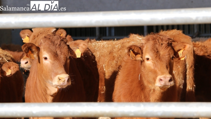 Nueva bajada del precio de lechazos y tostones mientras el cereal resiste y el vacuno cotiza al alza